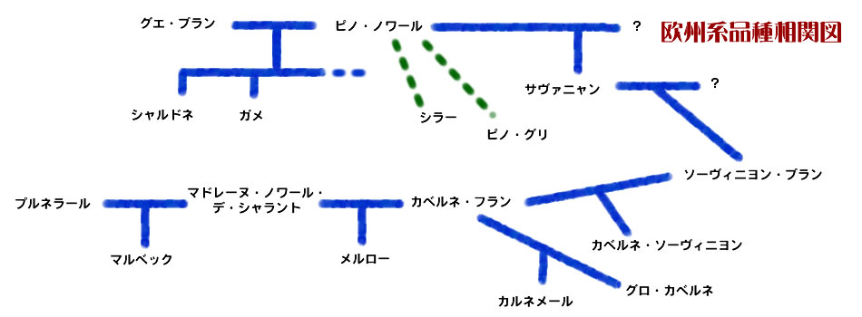 ヨーロッパ品種相関図