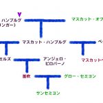 サンセミヨンの系図