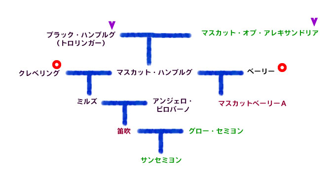 サンセミヨンの系図