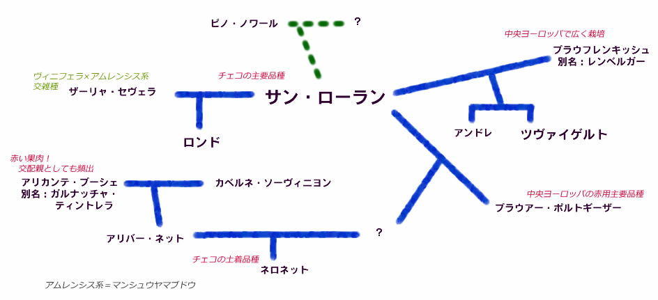 サン・ローラン系統図