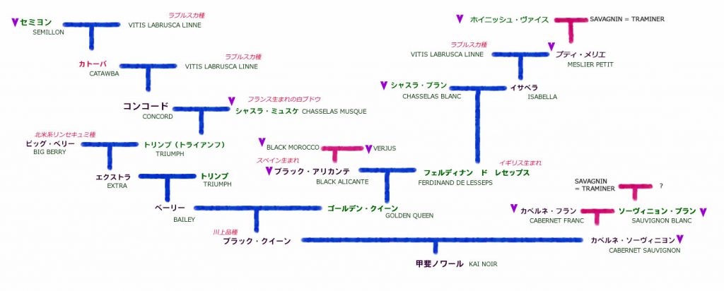 甲斐ノワール・ブラック・クイーン系図