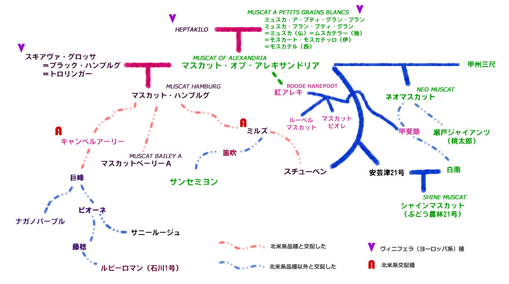 マスカットの相関図